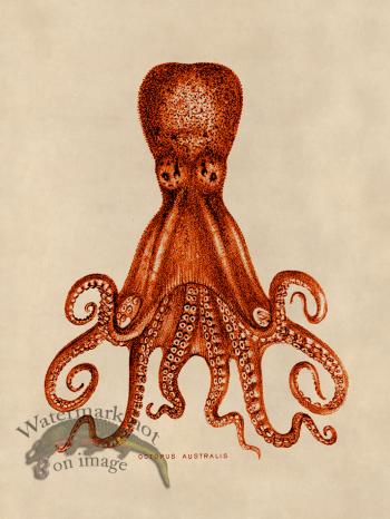 Octopus Orange 15